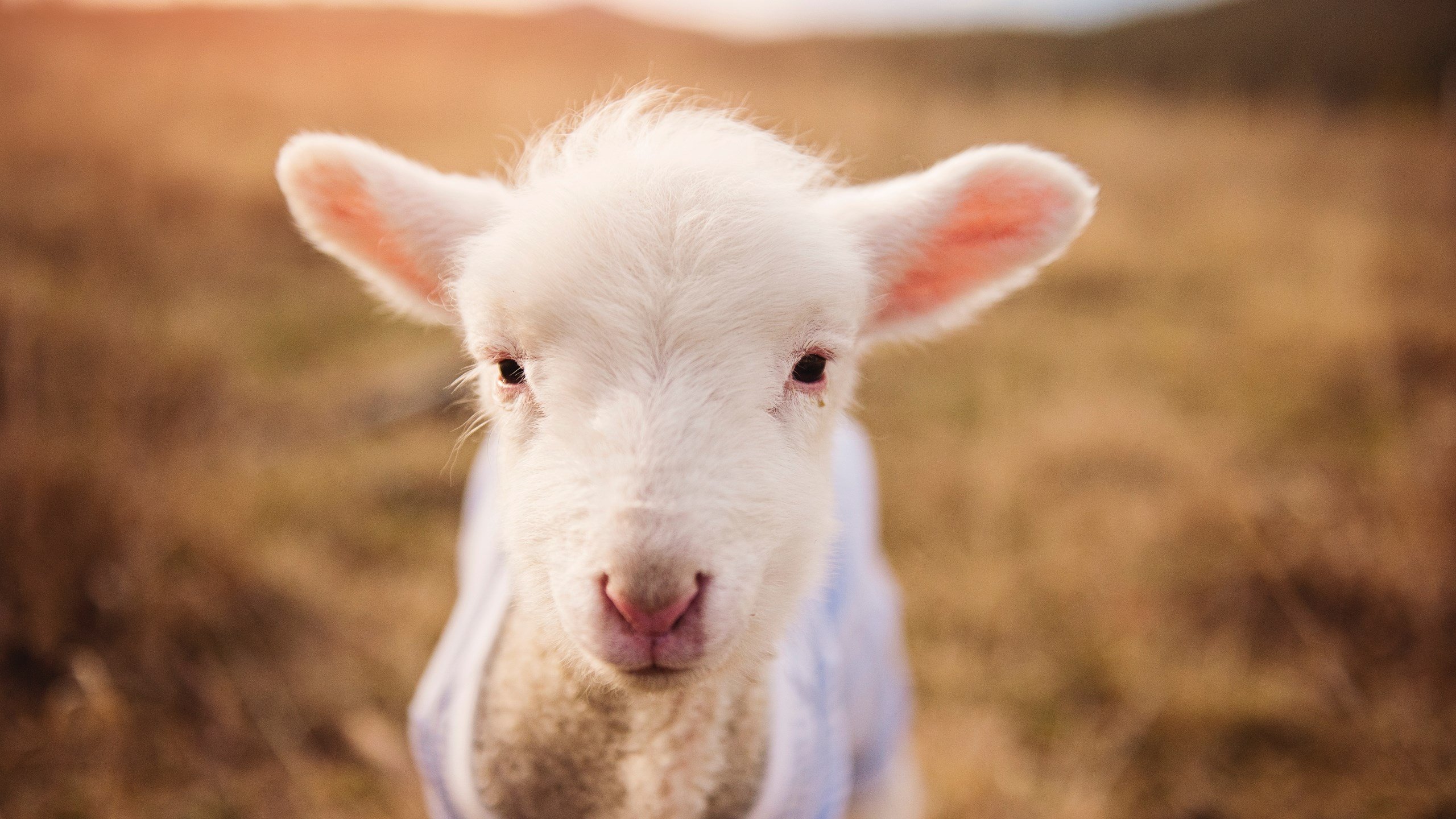 打破穹顶的星光之子，文班亚马如何撕裂雷霆的钢铁封锁线