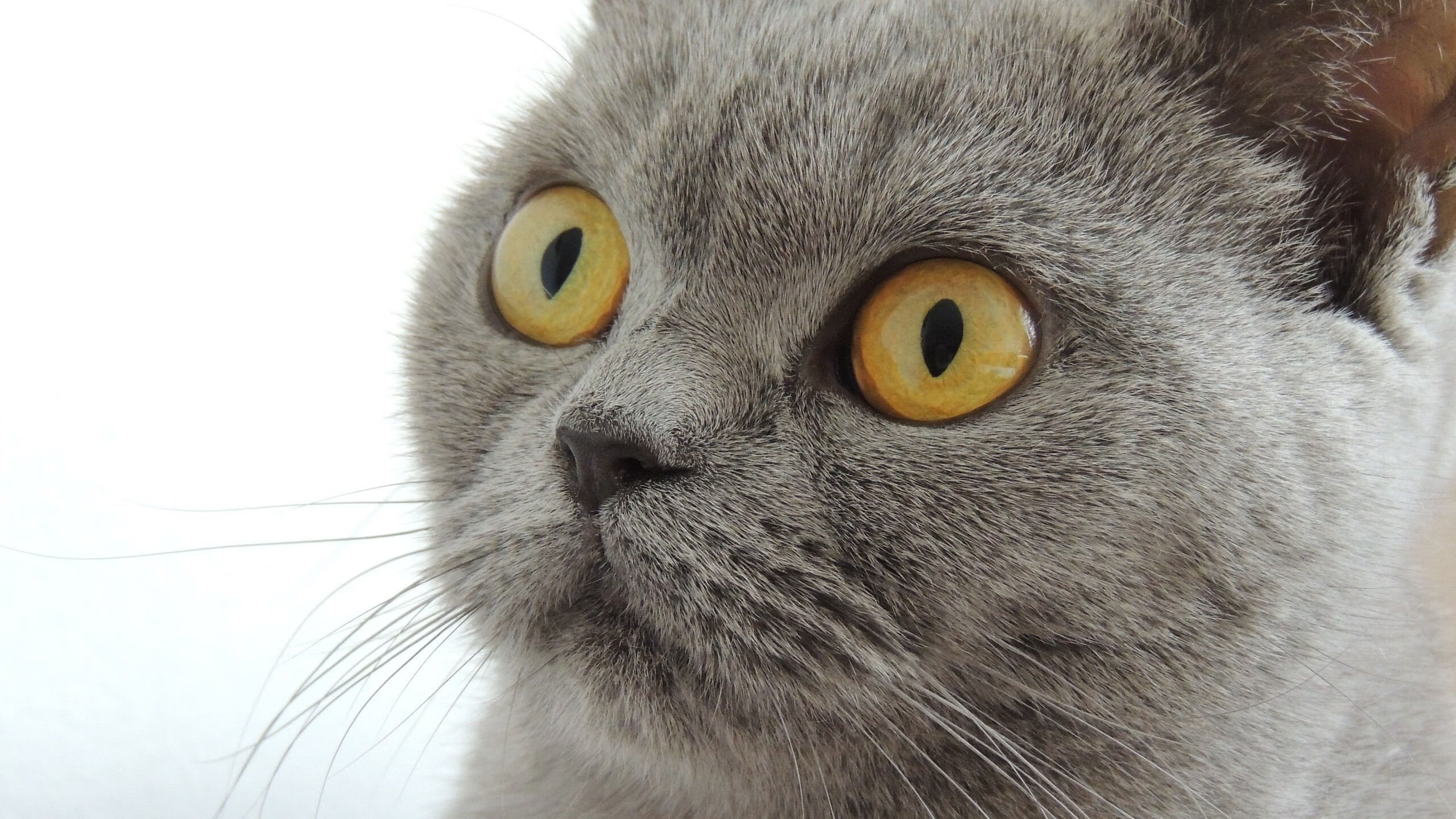 我来帮你扩展思维并撰写这篇文章