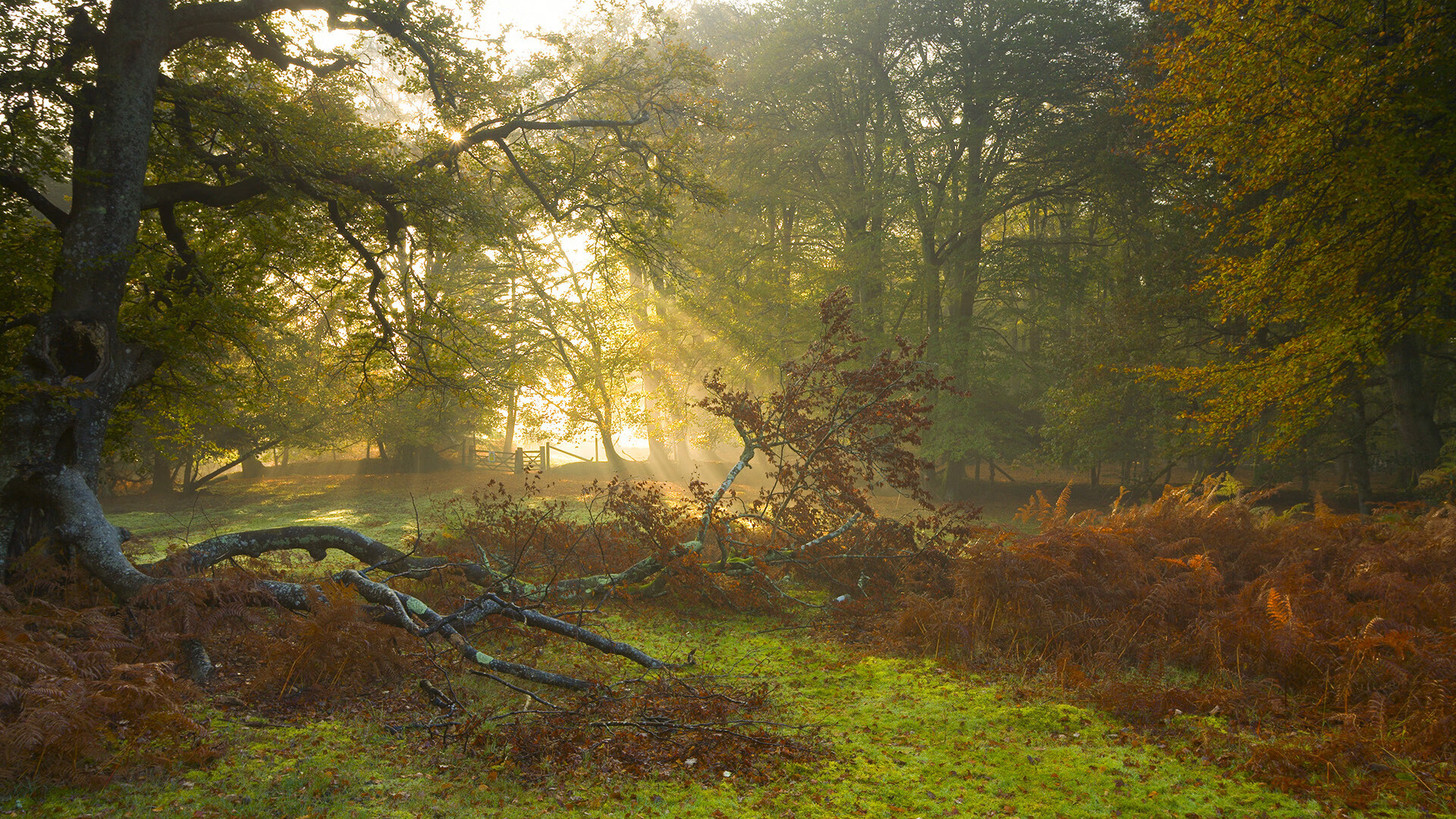 掌控的艺术，从猛龙奇才之战到贝恩的德比传奇