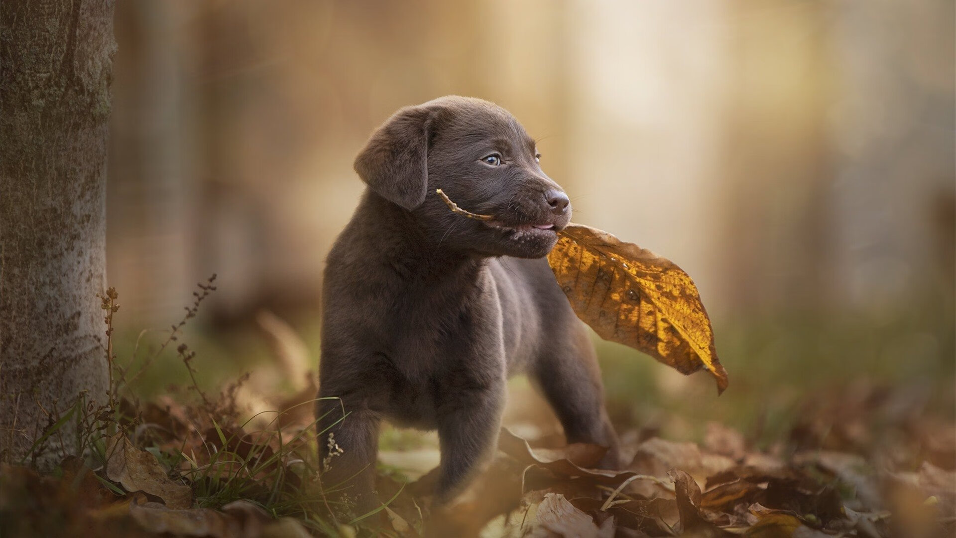 开云体育app-北美大陆新王登基，欧文一锤定音，世界杯之夜提前落幕