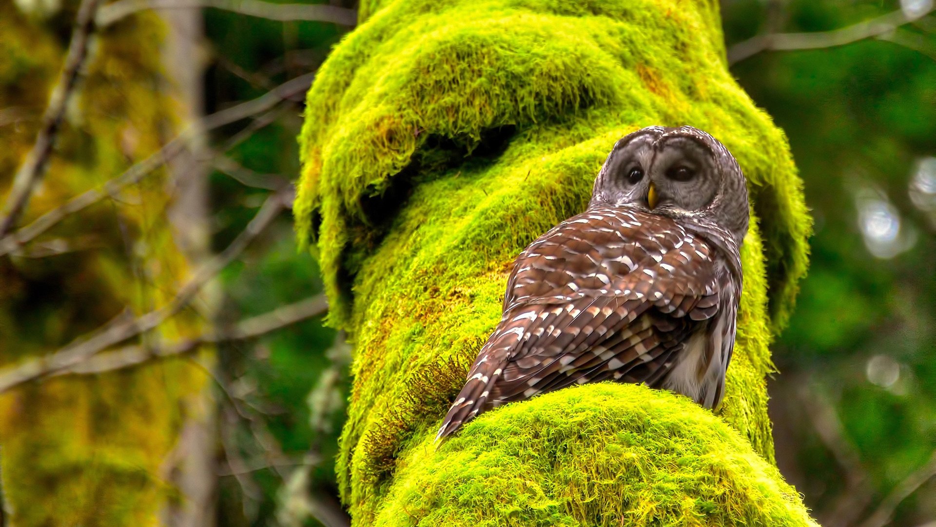 赛道与绿茵场间的博弈论，当F1揭幕战遇上哥斯达黎加式逆转